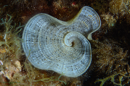 19-II-1P1 (7de7) Espirales-Espiral