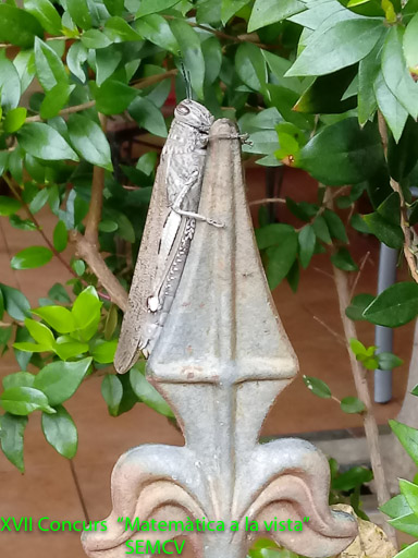 4t Premi - El saltamontes Hipotenuso