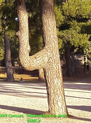 Menció Especial - Cuatro encantado